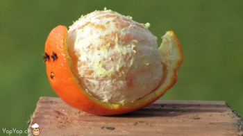 escargot en orange