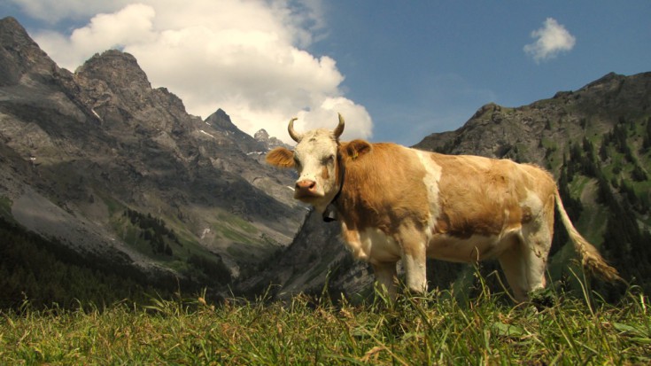 vache suisse