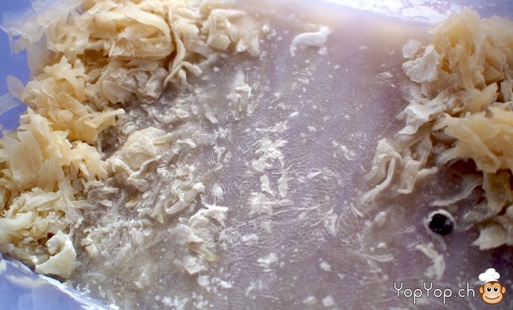 biofilm lacto-fermentation choucroute