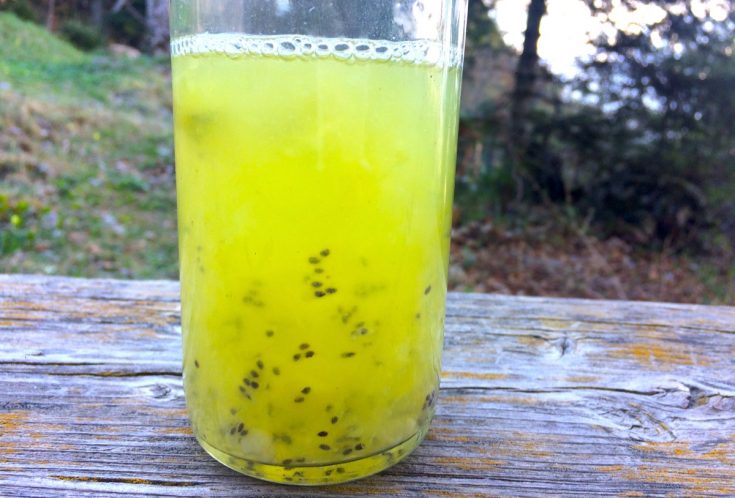 kefir de fruit en 2ème fermentation F2 avec du kiwi